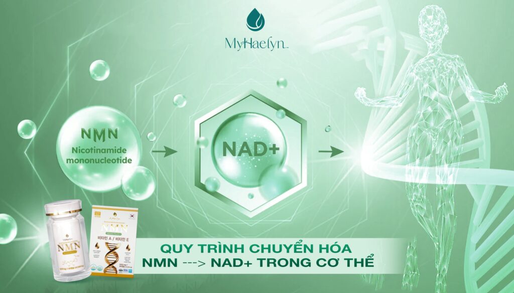 Quy trình chuyển hóa NMN trong cơ thể