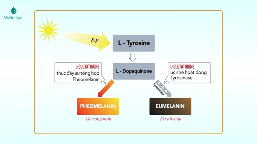 Cơ Chế Hoạt Động Của Viên Uống Trắng Da